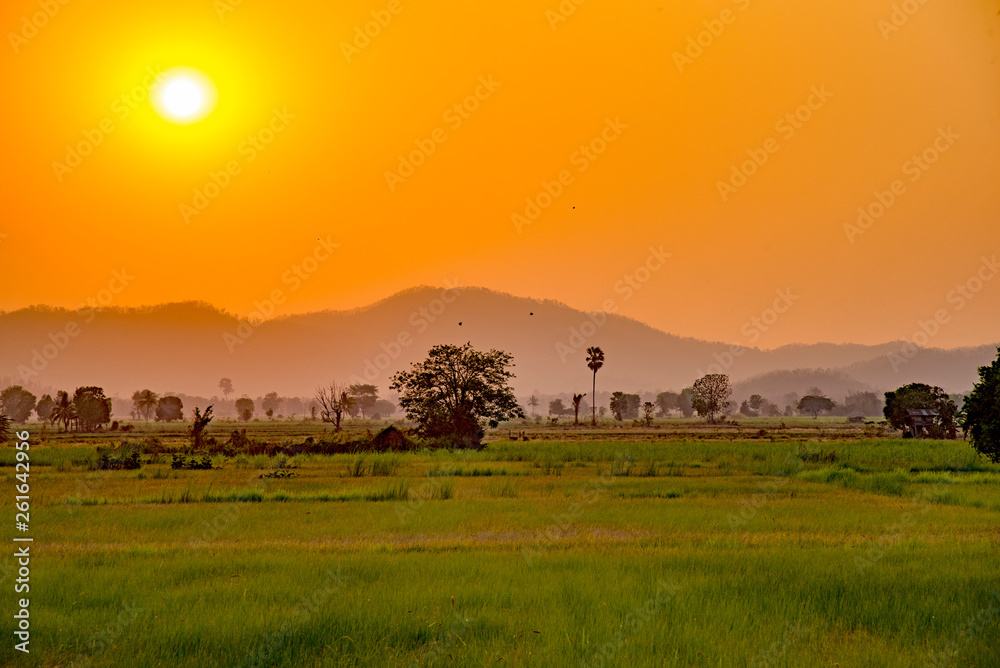 Landscapes rice field during sunset.