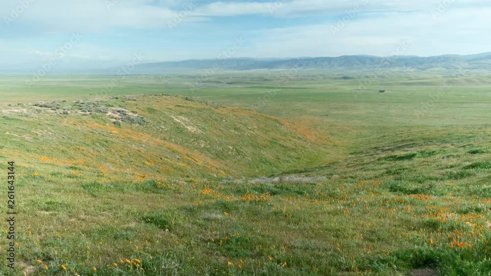 Tranquil calm lush green poppy fields at Antelope valley California, wide shot Tranquil calm lush green poppy fields at Antelope valley California, wide shot