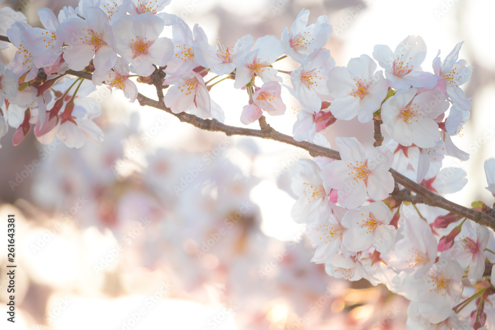 Pink Japanese cherry blossom blooming season under a ending winter Pink Japanese cherry blossom blooming season under a ending winter