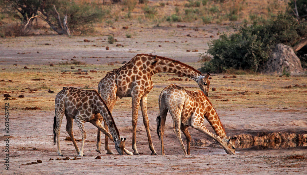 Fototapeta premium Giraffe Trio