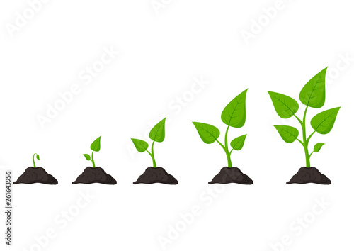 Gardening. Phases plant growing. Planting. Seeds sprout in ground. Infographic and evolution concept. Vector illustration