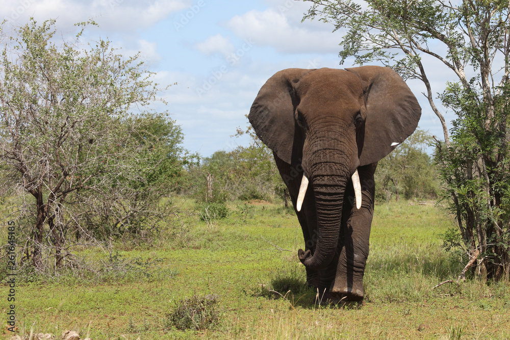 Obraz premium Afrikanischer Elefant / African elephant / Loxodonta africana