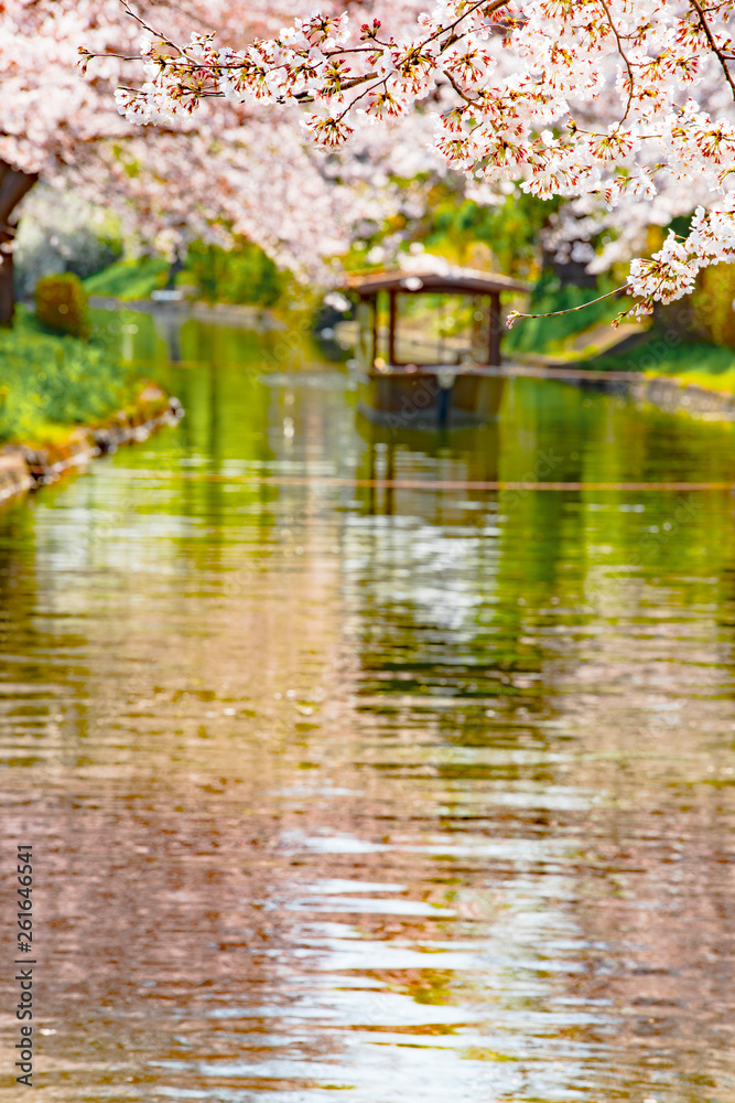 京都　伏見十石舟と桜
