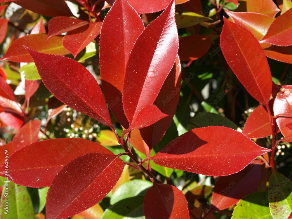 Photinia Feuilles Recroquevilleesnull