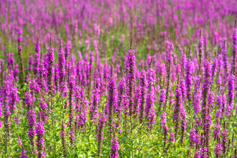 Naklejka premium 真夏に咲き乱れるセンダイハギ