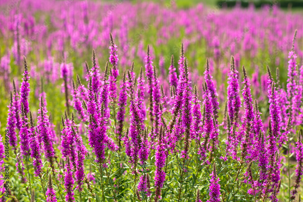 Naklejka premium 真夏に咲き乱れるセンダイハギ