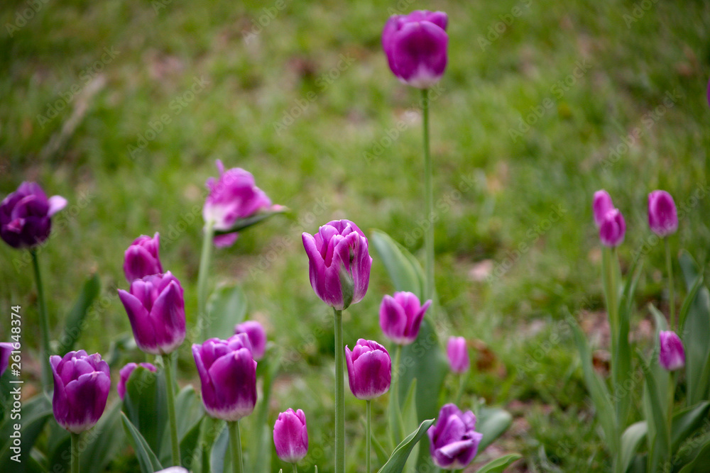 field of tulips field of tulips