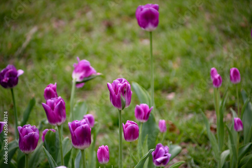 field of tulips