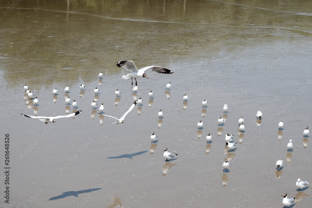 flock of seagulls