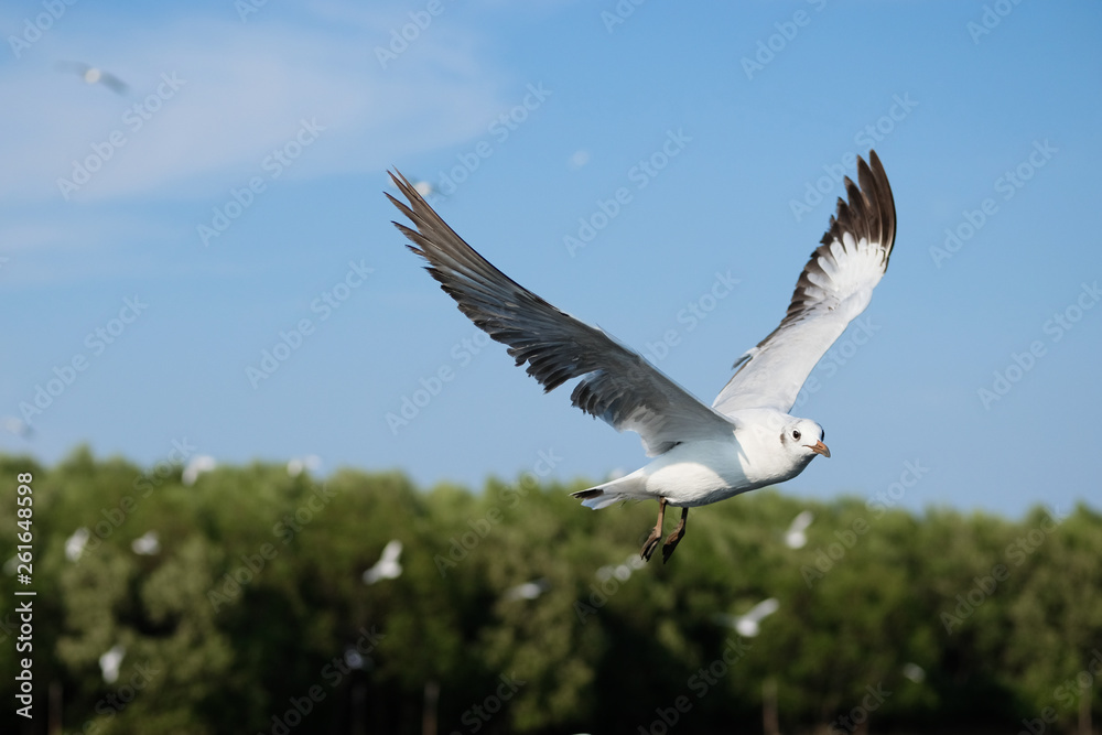 Fototapeta premium seagull in flight