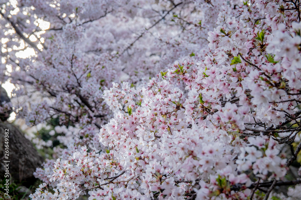 Pink Japanese cherry blossom blooming season under a ending winter Pink Japanese cherry blossom blooming season under a ending winter