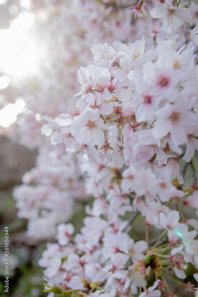Pink Japanese cherry blossom blooming season under a ending winter Pink Japanese cherry blossom blooming season under a ending winter
