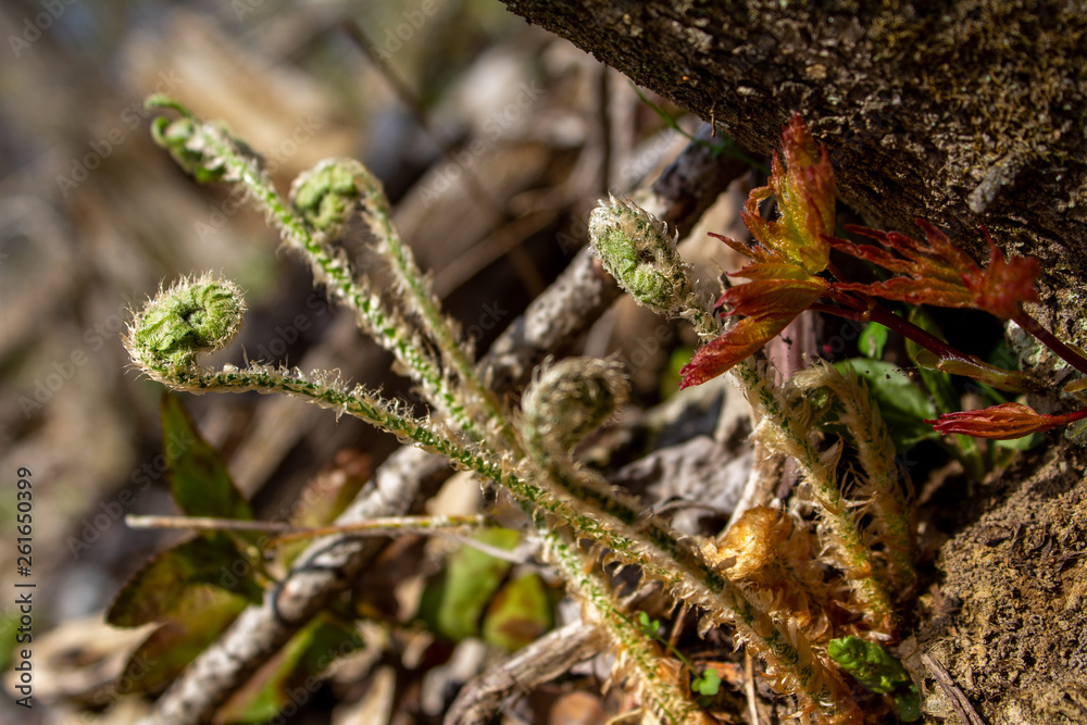 Fototapeta premium Spiral Fern Fronds