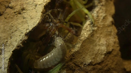 Potter wasp larva feeding on paralized spiders 1189 7 photo