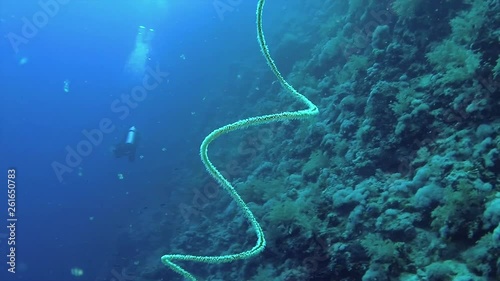 Spiral coral (Cirrhipathes spiralis) on the Reef Elphinstone. Red Sea, Egypt photo