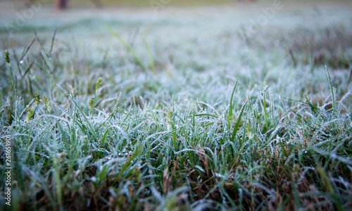 Field of frosty dew on grass