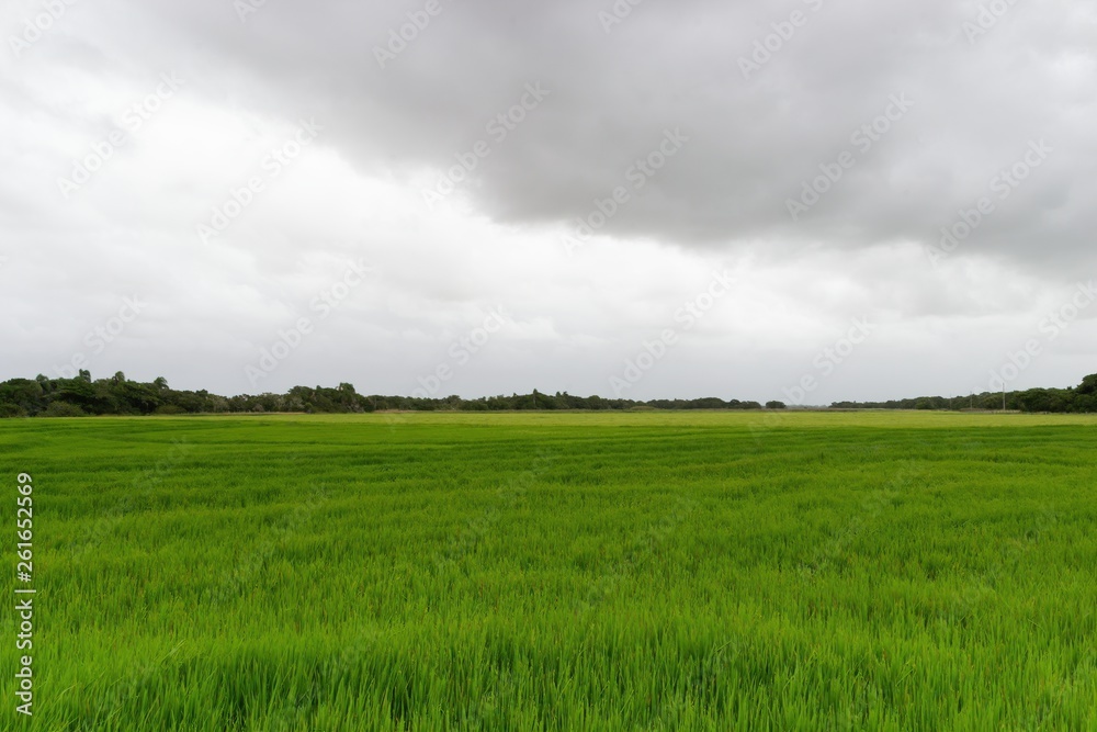 Rice Field