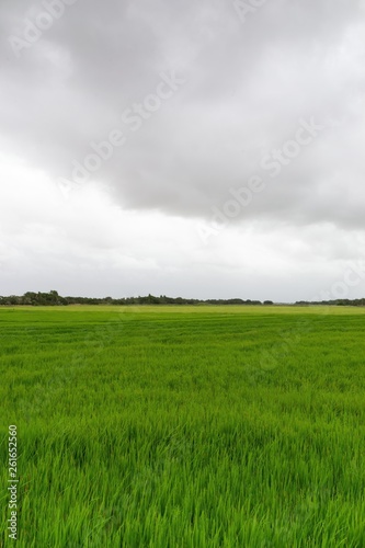 Rice Field