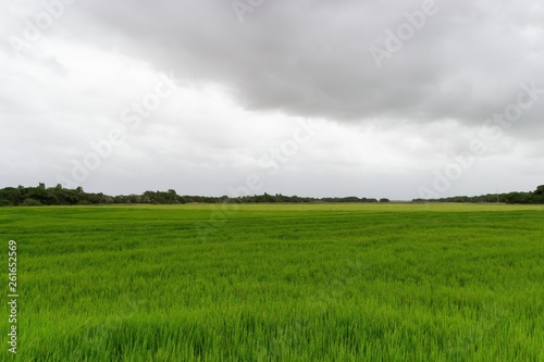 Rice Field