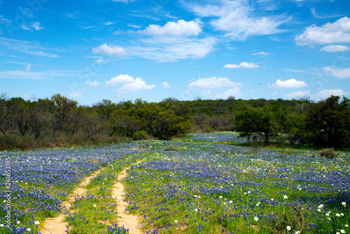 Bluebonnets in Texas Hill Country