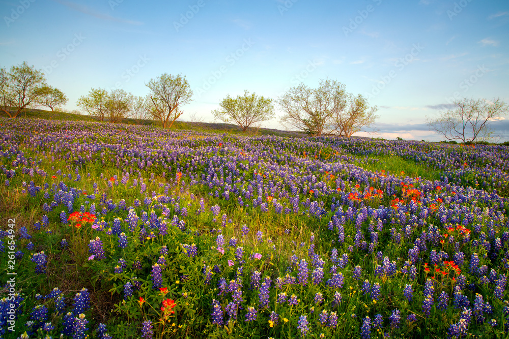 Bluebonnets in Texas Hill Country