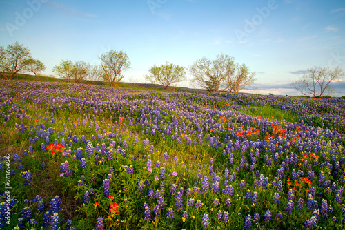 Bluebonnets in Texas Hill Country