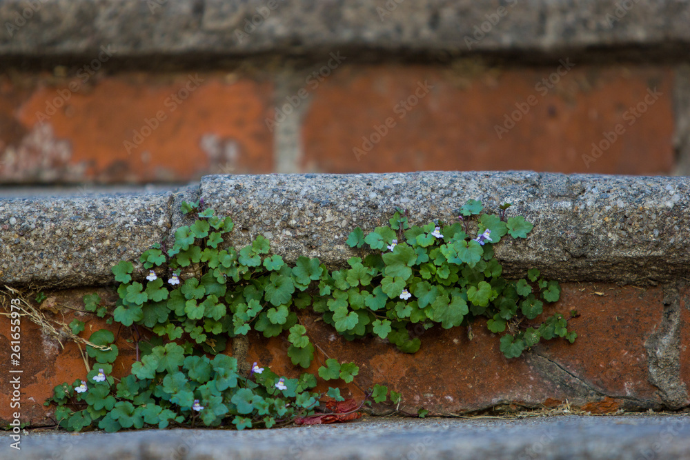 beautiful background, small flowers blossom in a brick, spring concept, beautiful background, small flowers blossom in a brick, spring concept,