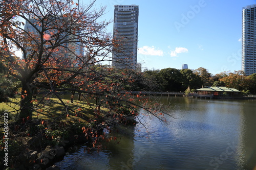 autumn in the park