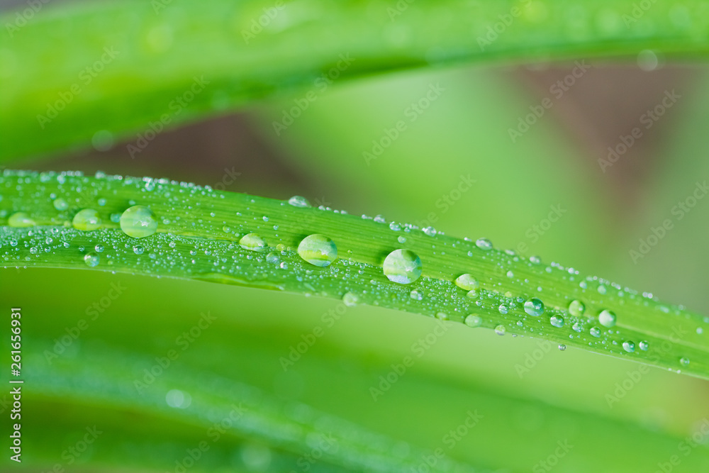 Macro closeup of water droplets on leaves. Macro closeup of water droplets on leaves.
