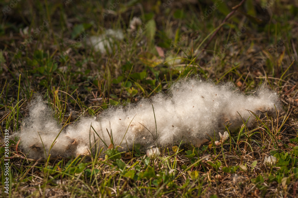 Obraz premium Typical Cottonwood Tree Seed Pod