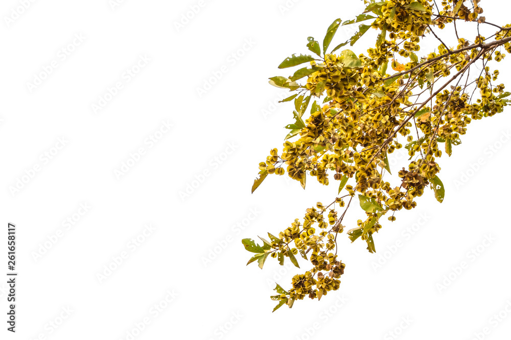 Blossom of the yellow flower tree branch in Thailand isolated on white background Blossom of the yellow flower tree branch in Thailand isolated on white background