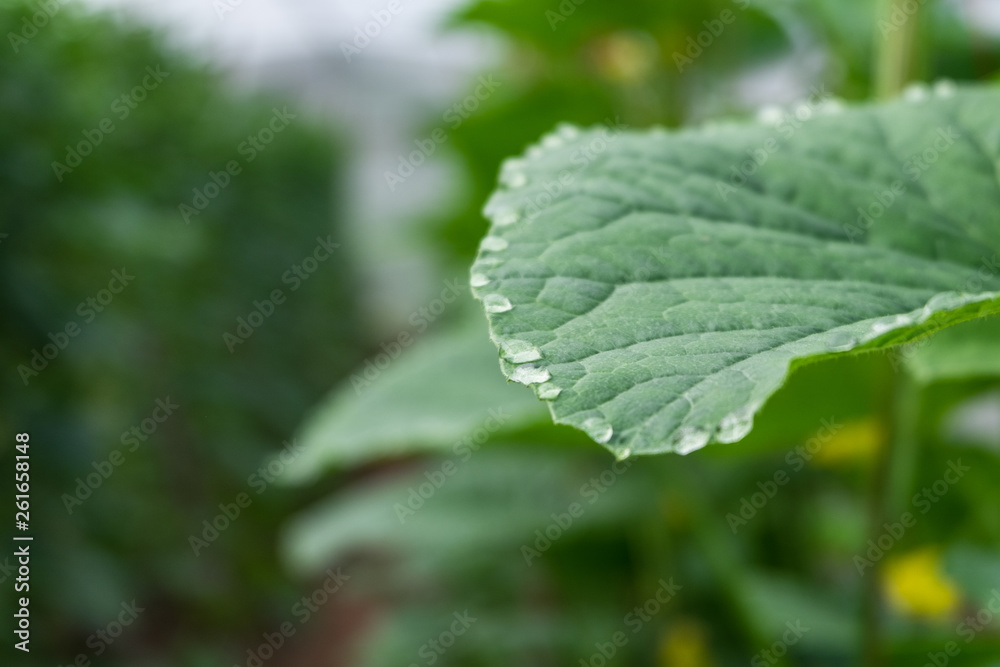 Melon cantaloupe leaves with water drop at edges of leaves guttation Melon cantaloupe leaves with water drop at edges of leaves guttation