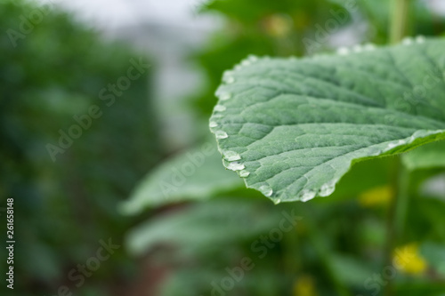 Melon cantaloupe leaves with water drop at edges of leaves guttation