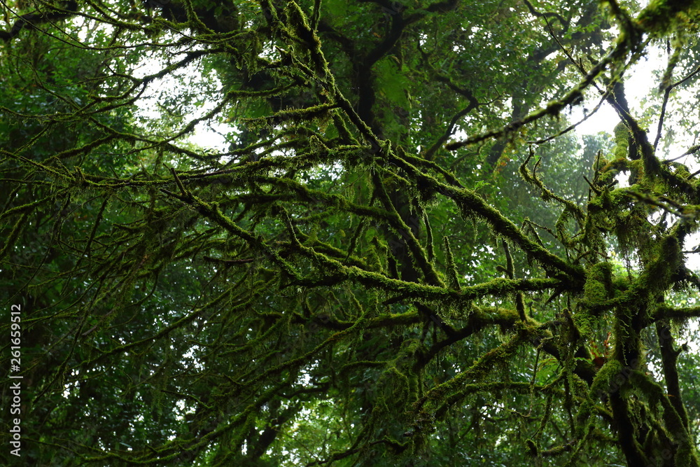 Fototapeta premium sunlight throught green moss on nature tree of greenery rainforest jungle
