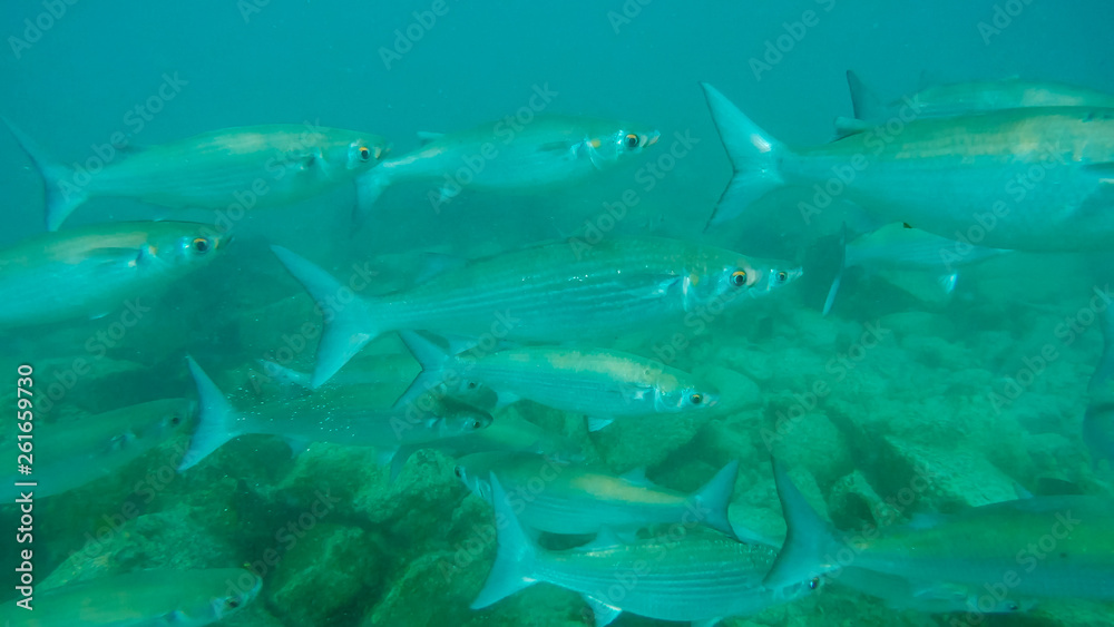 Fototapeta premium a school of silver galapagos mullet swim past a snorkeler at isla bartolome