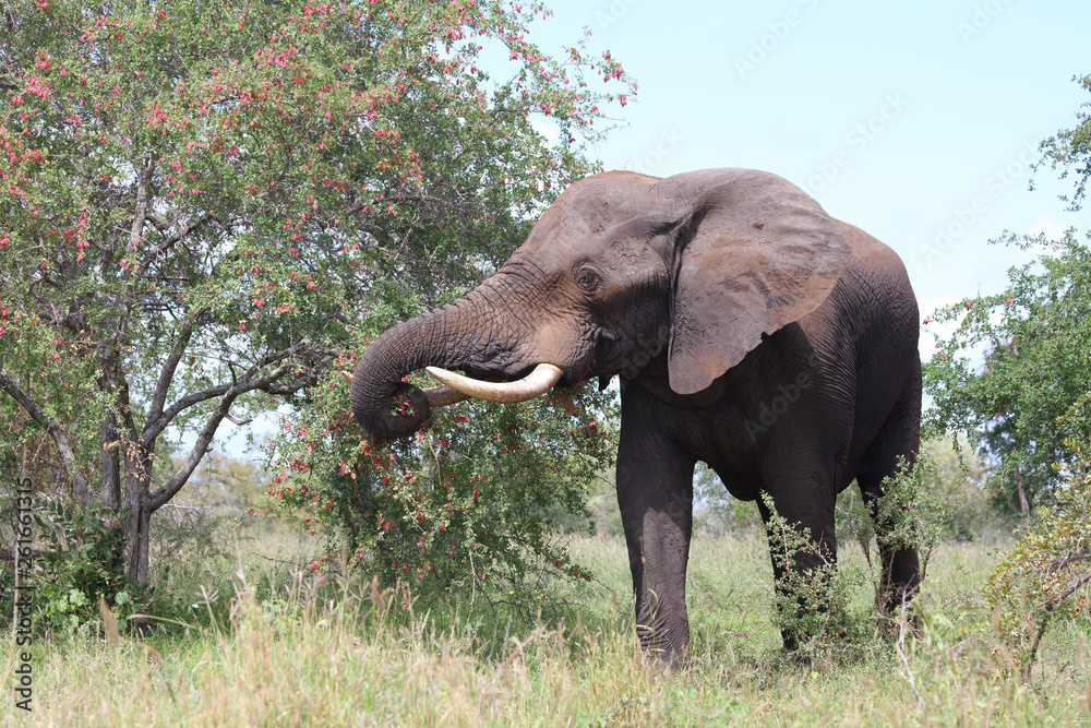 Fototapeta premium Afrikanischer Elefant / African elephant / Loxodonta africana