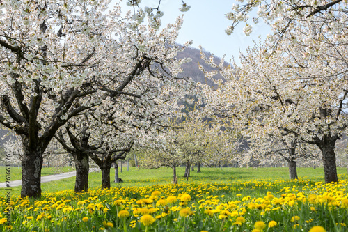 Blooming cherry tree rows in white flower blossom with dandelion meadow in orchard