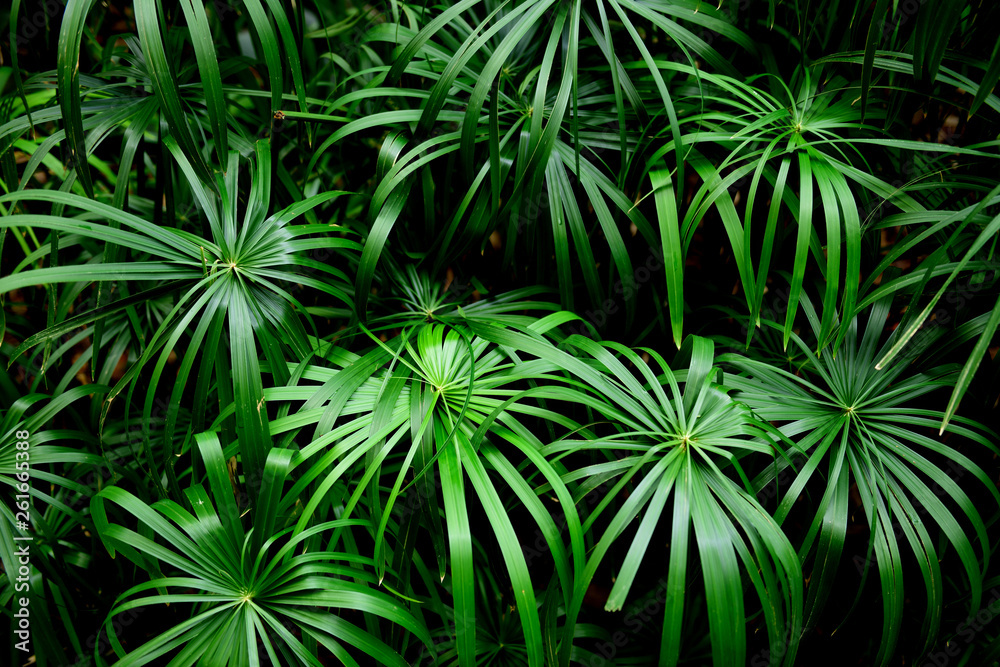 Deep green tropical plants, exotic shapes, patterns and textures in the Andes mountains of Colombia Deep green tropical plants, exotic shapes, patterns and textures in the Andes mountains of Colombia
