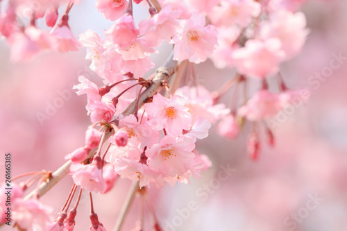 Cherry blossoms in full bloom in Yamanashi - Japan spring -