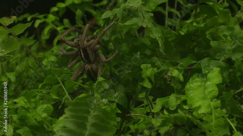 Wolfspider hunts katydid 1220 1 photo