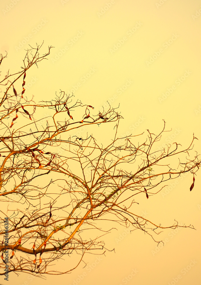 Obraz premium silhouette of a tree