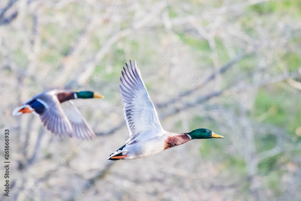 Obraz premium A Pair of Drake Mallards Make a Pass by the Blind
