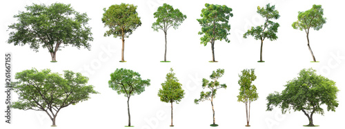 The collection of trees isolated on white background. Beautiful and robust trees are growing in the forest  garden or park.