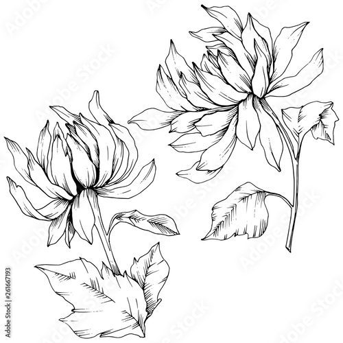 Wallpaper Mural Vector Chrysanthemum floral botanical flowers. Black and white engraved ink art. Isolated flower illustration element. Torontodigital.ca