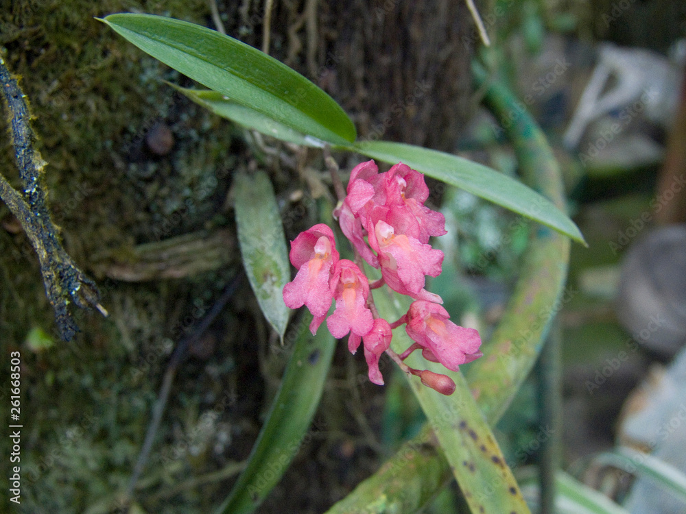 Obraz premium Primer plano de la flor de una orquídea (Rodriguezia lanceolata)