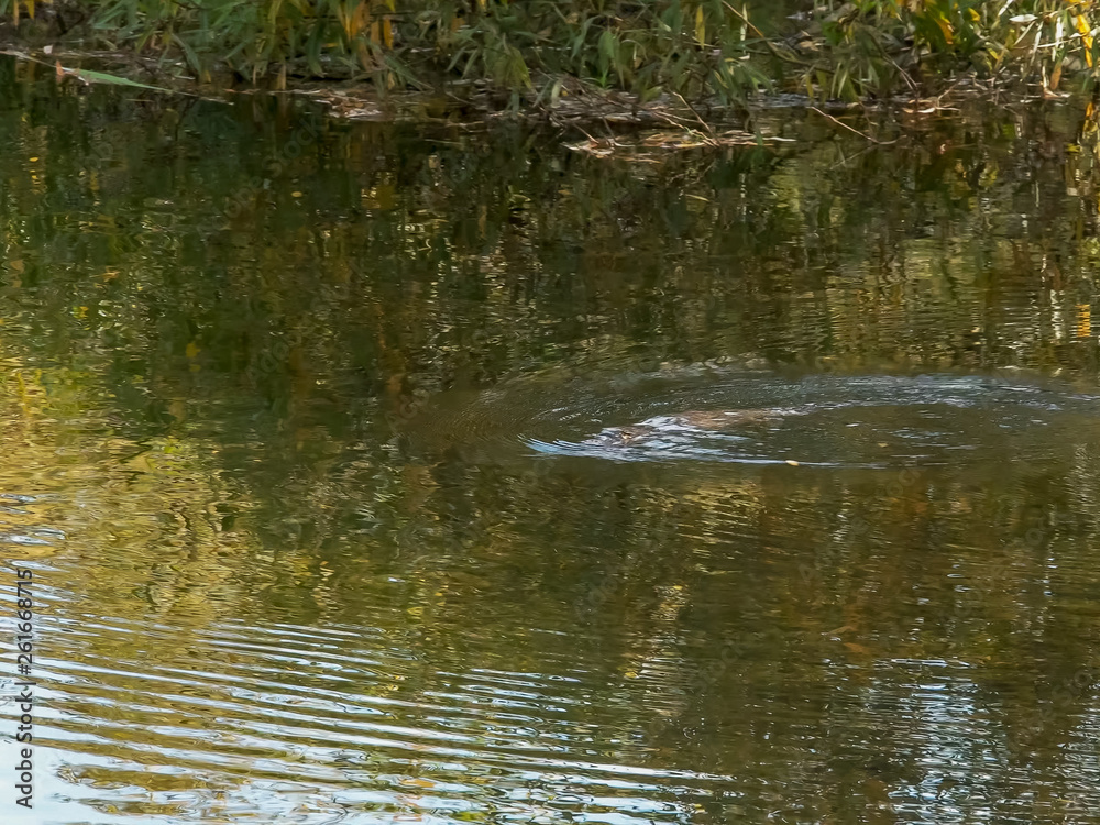 long shot of a platypus swimming in a river long shot of a platypus swimming in a river
