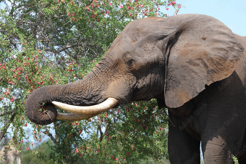 Obraz premium Słoń afrykański / Słoń afrykański / Loxodonta africana ..