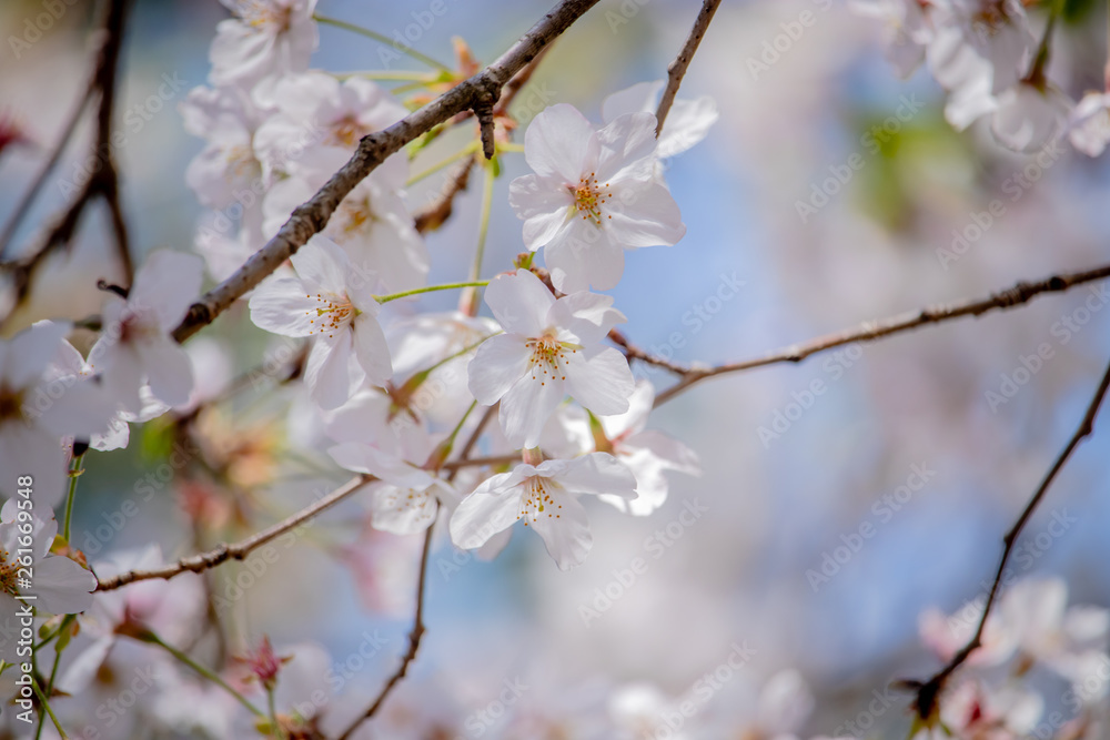 Pink Japanese cherry blossom blooming season under a ending winter