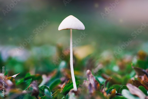 Little white mushroom in nature in morning.