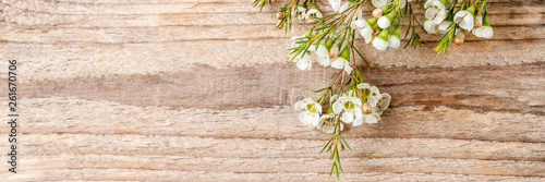 Chamelaucium flowers  waxflower  on wooden background.